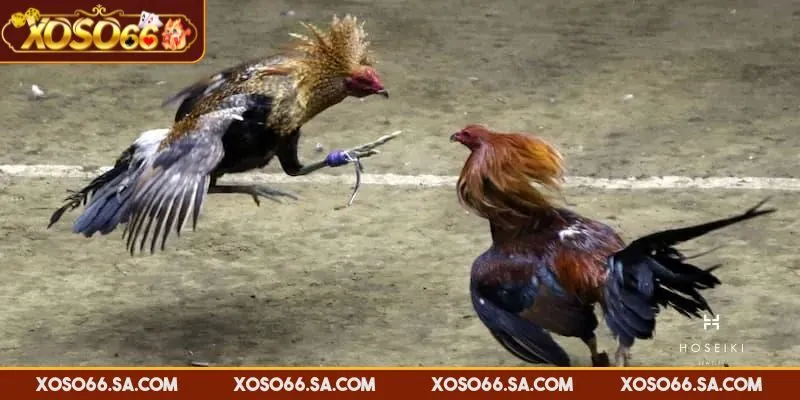 XOSO66 Đá Gà Cựa Sắt – Lựa Chọn Tốc Độ Cho Người Chơi 2 XOSO66 đá gà cựa sắt diễn ra nhanh, kịch tính