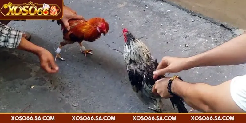 XOSO66 Đá Gà Cựa Sắt – Lựa Chọn Tốc Độ Cho Người Chơi 4 Quan sát cách ra sân và chiến đấu để chọn chiến kê đặt cược