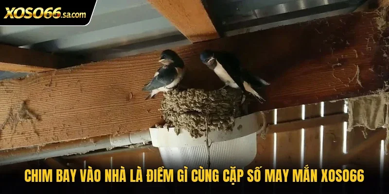 Chim Bay Vào Nhà Là Điềm Gì? Điềm Báo Và Cách Hiểu 4 Chim bay vào nhà là điềm gì cùng cặp số may mắn Xoso66
