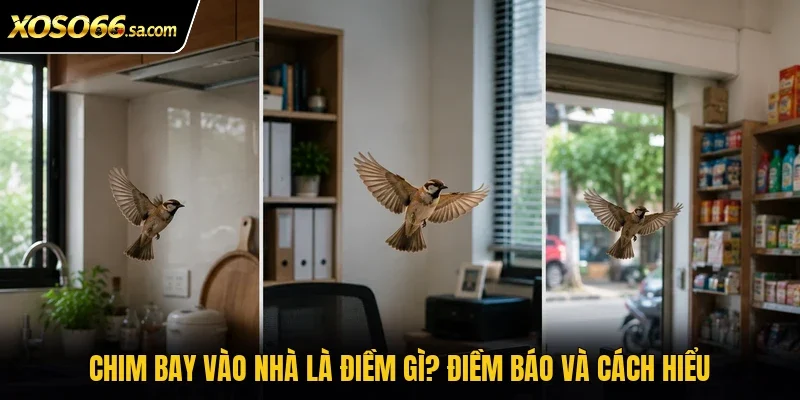 Chim bay vào nhà là điềm gì