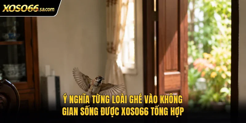 Chim Bay Vào Nhà Là Điềm Gì? Điềm Báo Và Cách Hiểu 3 Ý nghĩa từng loài ghé vào không gian sống được Xoso66 tổng hợp